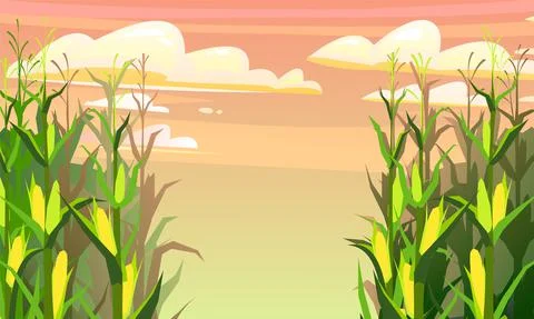 Corn grows in field. Frame with place for text. Harvest agricultural plant. F Stock Illustration