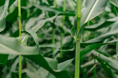Corn grows in the field. Green, succulent leaves. Stock Photos