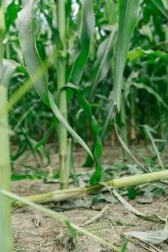 Corn grows in the field. Green, succulent leaves. Stock Photos