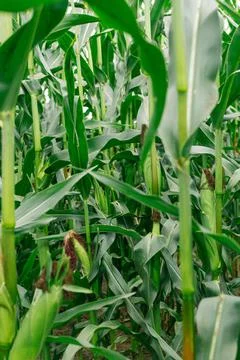 Corn grows in the field. Green, succulent leaves. Foto stock