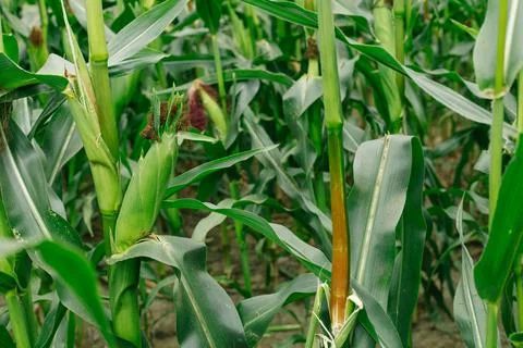 Corn grows in the field. Green, succulent leaves. Stock Photos