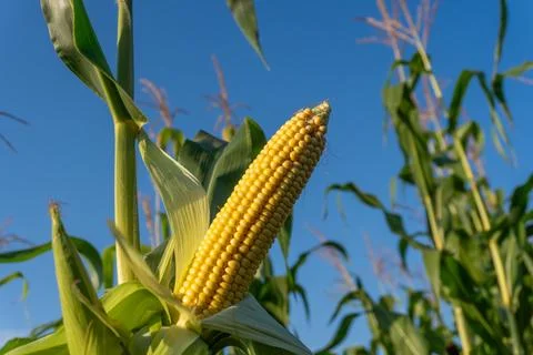 Corn Grows in a Field Under a Blue Sky During Late Summer in North America,.. Stock Photos