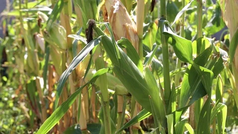 Corn grows in the garden Stock Footage 78793252