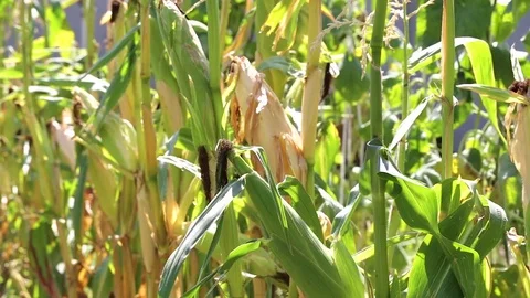 Corn grows in the garden Stock Footage 80022373