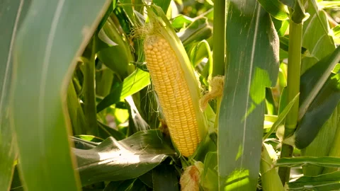 Corn grows in the garden. Selective focus. Stock Footage 275149001