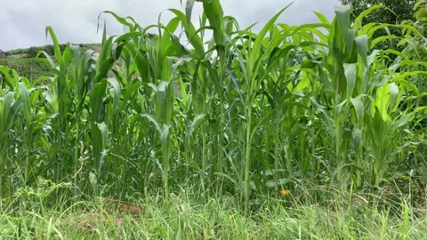 Corn grows in the mountains Stock Footage 153071002