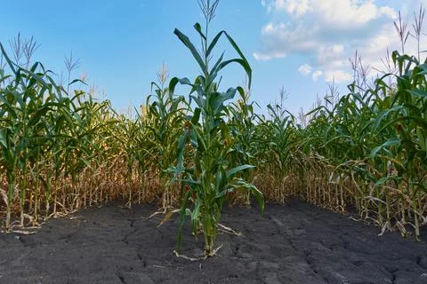 The corn grows in orderly rows in the field. Stock Photos