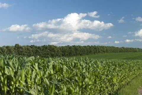 Corn grows on a summer field Stock Photos