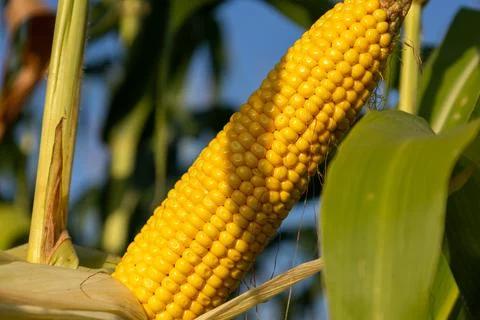 Corn grows on a tall stalk, showing bright yellow kernels surrounded by gre.. 스톡 사진