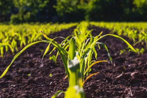 Corn grows in a vegetable garden. Corn sprouts. Stock Photos