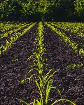 Corn grows in a vegetable garden. Corn sprouts. Stock Photos