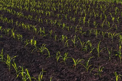 Corn grows in a vegetable garden. Corn sprouts. Stock Photos