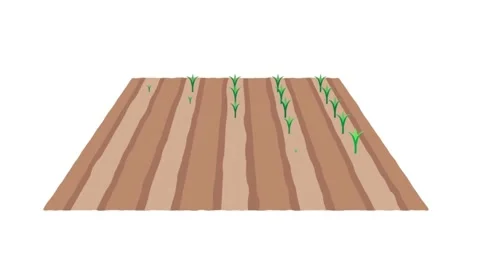 Corn-Growth-Animation Stock Footage 316678934