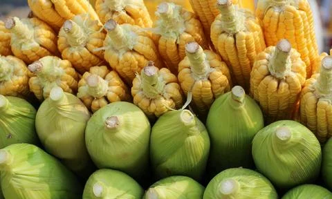 Corn half peeled half unpeeled  Stock Photos