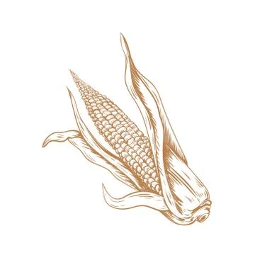 Corn hand drawing Corn Sketch vector Stock Illustration
