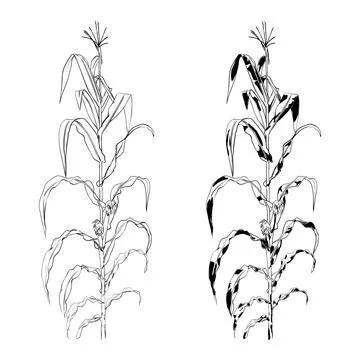 Corn. Hand drawn engraving style illustrations. With Maize plant, corn cob and Stock Illustration