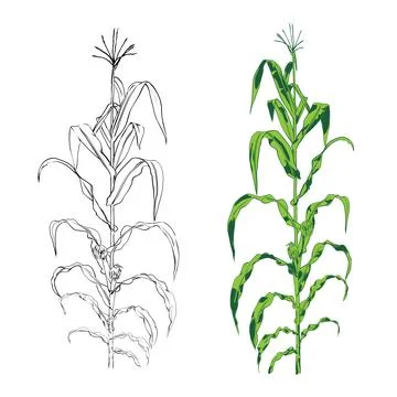 Corn. Hand drawn engraving style illustrations. With Maize plant and corn cob. Stock Illustration