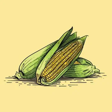 Corn hand drawn illustration of corn with hand drawing Stock Illustration