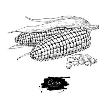 Corn hand drawn vector illustration. Isolated Vegetable engraved style obje.. Stock Illustration