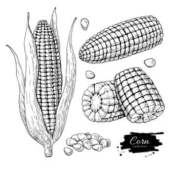 Corn hand drawn vector illustration set. Isolated Vegetable engraved style .. Stock Illustration