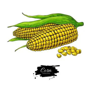 Corn hand drawn vector illustration. Isolated Vegetable Stock Illustration
