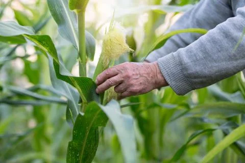 Corn in hand. Hand of elderly farmer who planted and cared for corn on his ow Stock Photos