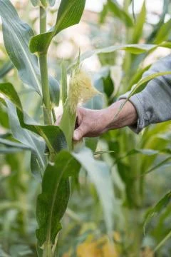 Corn in hand. Hand of elderly farmer who planted and cared for corn on his ow Stock Photos