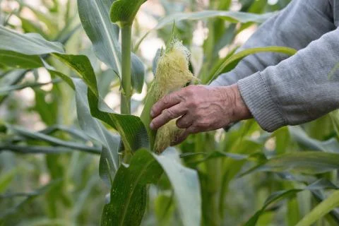 Corn in hand. Hand of elderly farmer who planted and cared for corn on his ow Stock Photos