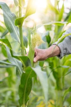 Corn in hand. Hand of elderly farmer who planted and cared for corn on his ow Stock Photos