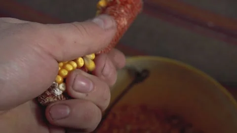 Corn in the hand of a man. Hand peeling grains from a corncob, Man's hands hold Stock Footage 236945784