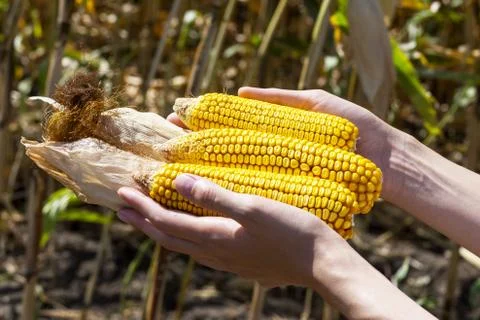 Corn in hands Stock Photos