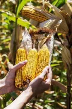 Corn in hands Stock Photos
