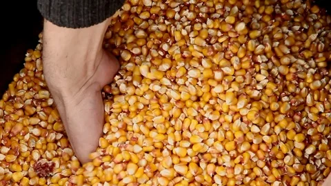 Corn. Hands sink in bucket with corn grains Video stock 98624645