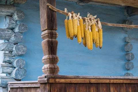 Corn hanging on a bar and drying on a terrace Stock Photos