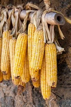 Corn hanging in that house Stock Photos