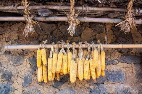 Corn hanging in that house Stock Photos