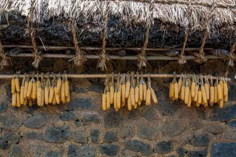 Corn hanging in that house Stock Photos
