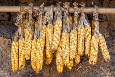 Corn hanging in that house Stock Photos