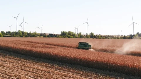 Corn Harvest 700 Stock Footage 98721969