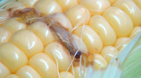 Corn Harvest Affected by Worms, Maggots ... | Stock Video | Pond5