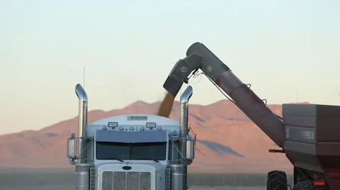 Corn Harvest and Processing Stock Footage 52224842