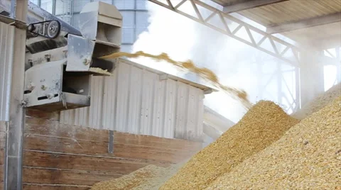 Corn Harvest and Processing Stock Footage 52225855