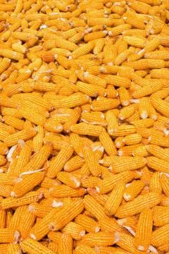 Corn harvest background Stock Photos