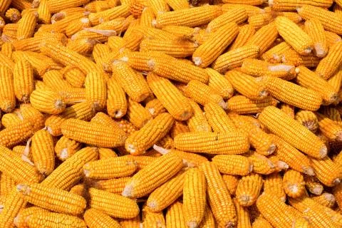 Corn harvest background Stock Photos