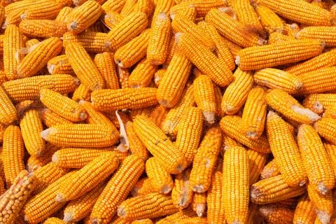 Corn harvest background Stock Photos