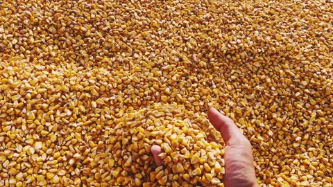 Corn harvest close up top view. Farmer's hand close-up checking grain harvest Stock Footage 267555321