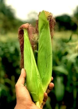 Corn Harvest Closeup Stock Photos