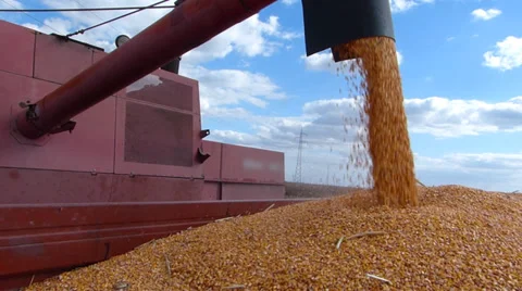 Corn harvest, Combine in action Stock Footage 30581937