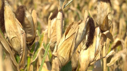 The corn harvest is complete, Stock Footage 128214083