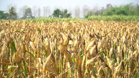 The corn harvest is complete, Stock Footage 128214084